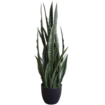 succulent plants online Echeveria 'Pretty Women' 2