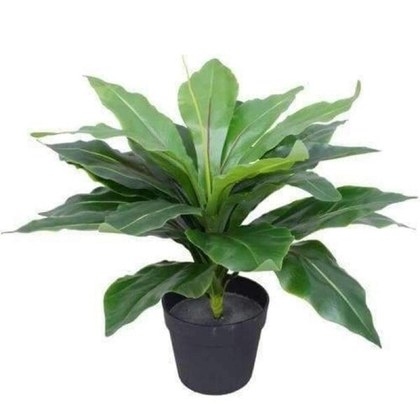 Artificial Potted Wide Leaf Birds Nest Fern 50cm
