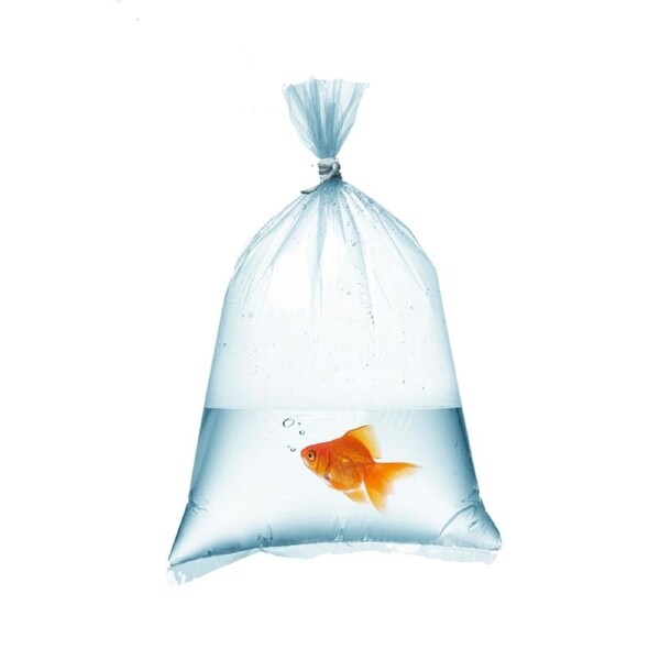 Aquarium Fish Transportation Bag - Large - Single (26x56cm)