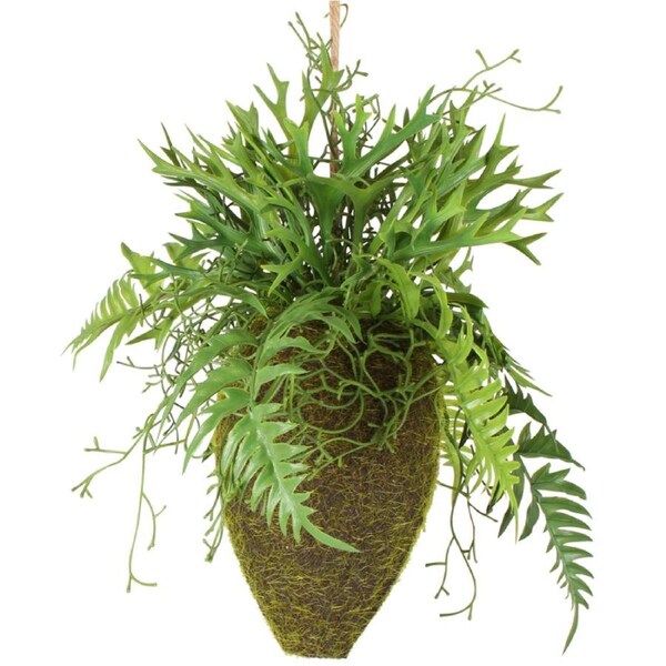 Moana Kokedama Mixed Hanging Fern
