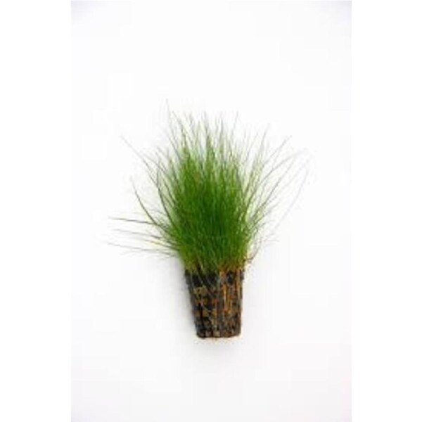 Hairgrass 5cm Pot