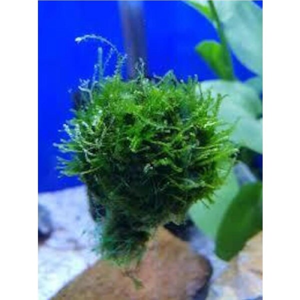 Floating Java Moss Balls - Fontinalis Topiary Balls