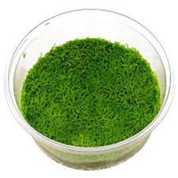 TC - Riccia Tissue Culture Live Aquatic Plant