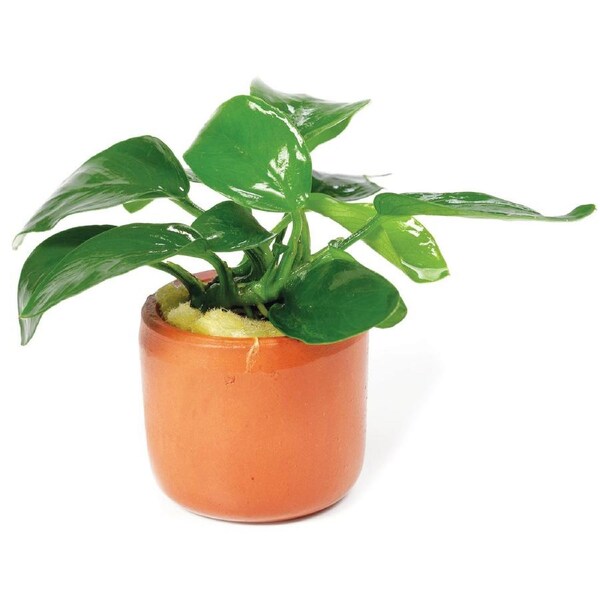 Anubias Assorted - 3Cm Terracotta Pot - Live Plant