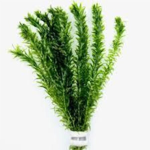 5X Elodea Supreme Bunch