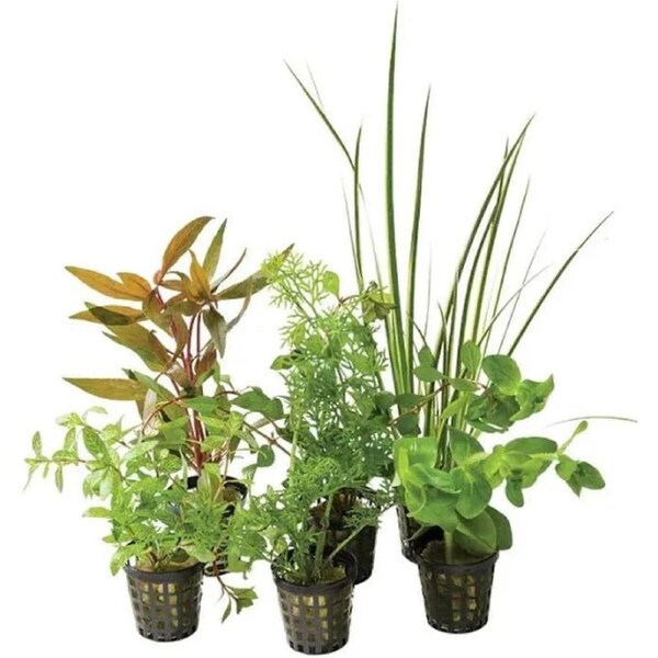 Assorted Aquarium Plants 10 Pack - 5cm Pot Value Pack