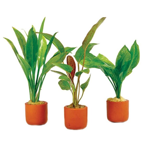 3 Pack Assorted Crypt In Terracotta 3Cm Pot