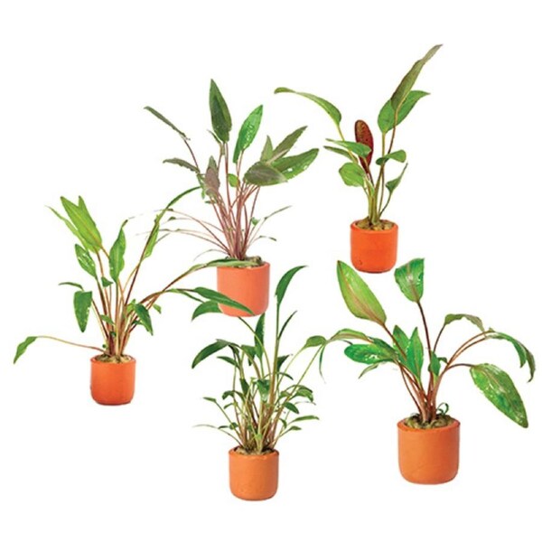 5 Pack Assorted Crypt In Terracotta 3Cm Pot