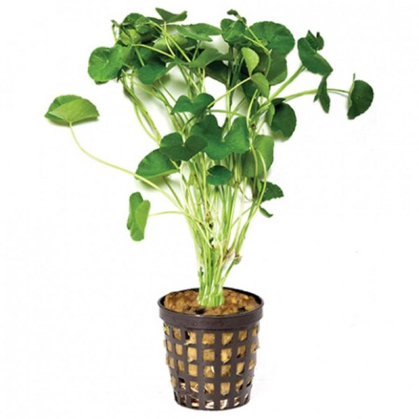 Giant Cardamine 5Cm Pot