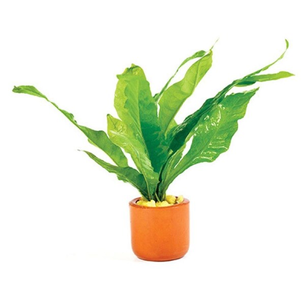 Java Fern Terracotta 3Cm Pot Micro