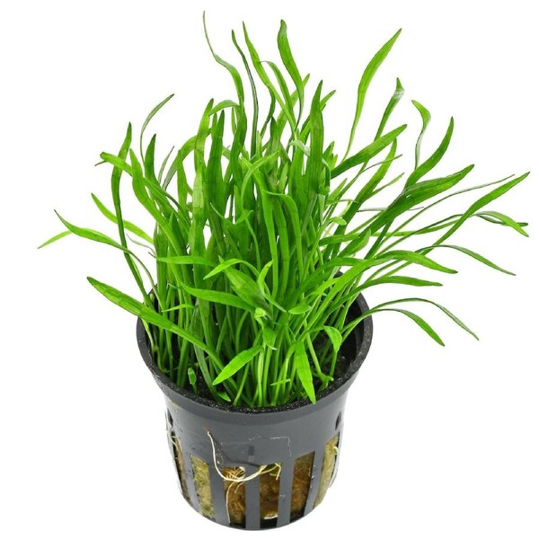 Lilaeopsis Pot