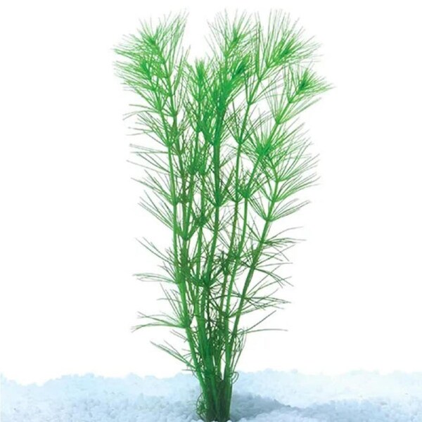 Pine Needle Hydrotriche Bunch