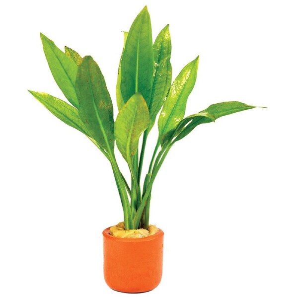 Assorted Amazon Sword 3cm Terracotta Pot