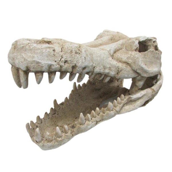 URS Croc Skull Extra Large 41cm