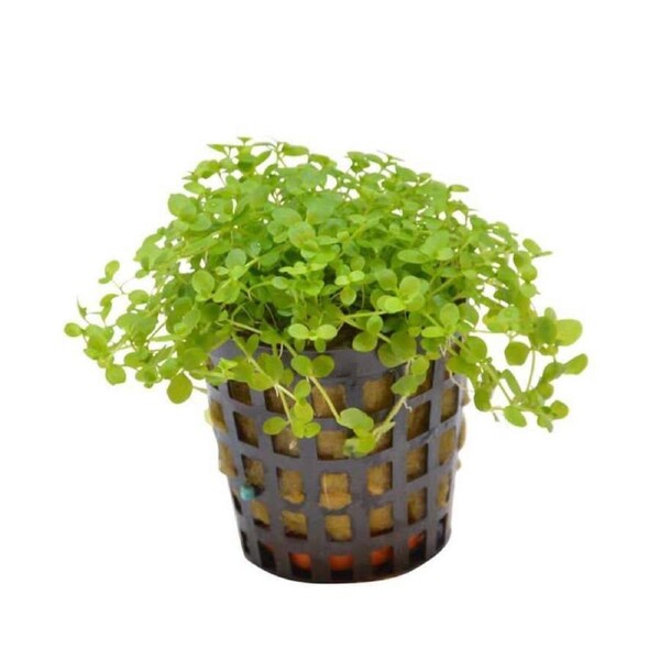 Micranthemum Monte Carlo 5cm Pot