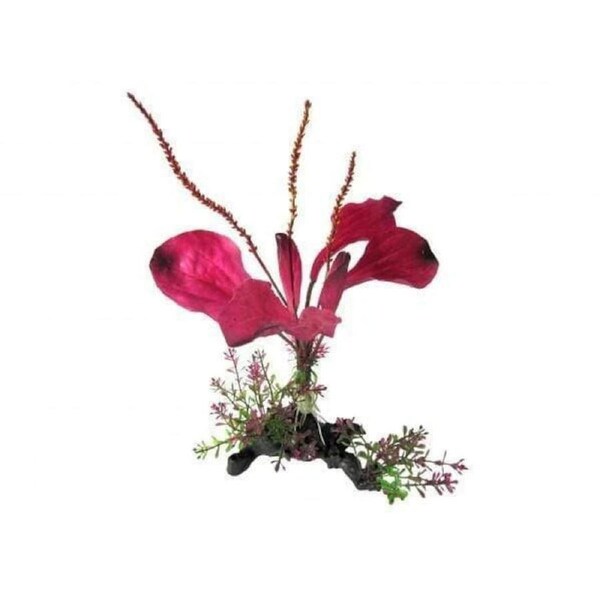 Amazon Jungle Rainbow Spade Plant on Branch 25cm CPP73