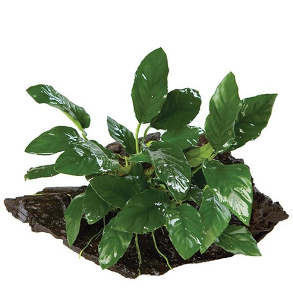 Anubias On Driftwood Large Assorted