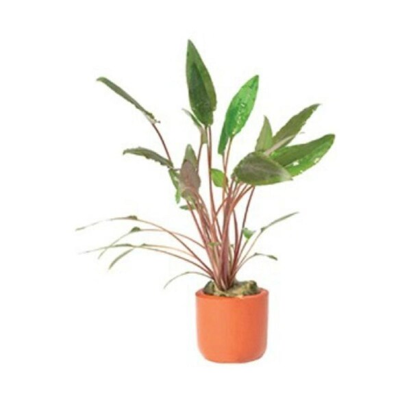 Assorted Crypt In Terracotta 3Cm Pot