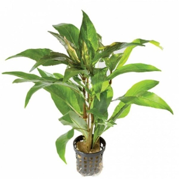 Blue Stricta 5cm Pot