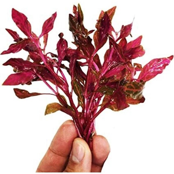 Alternanthera Reineckii Mini Bunch