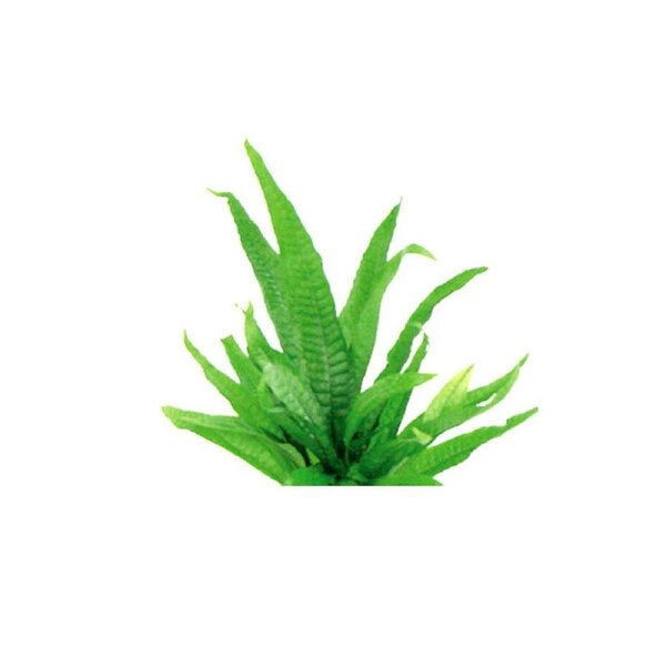 Java Fern Small Bare Root Microsorium Pteropus