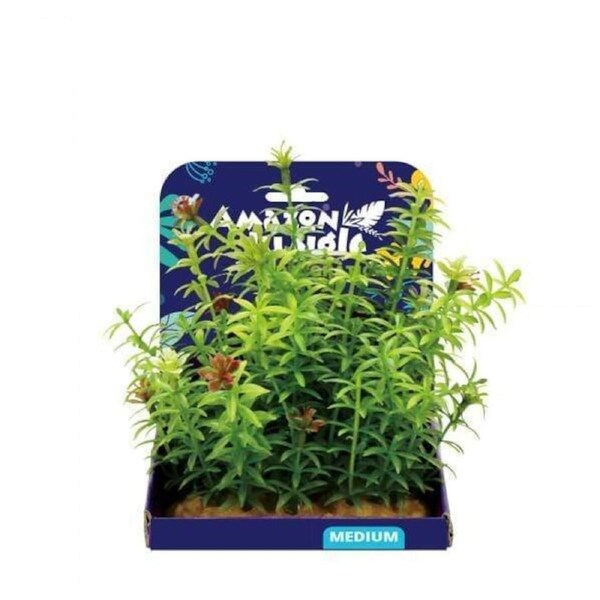 Amazon Jungle Anacharis Display 15cm