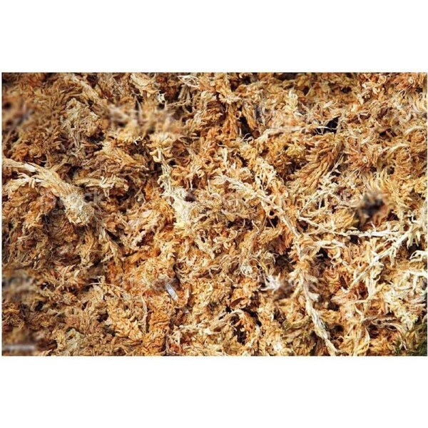 Jurassic Natural Sphagnum Moss 20g