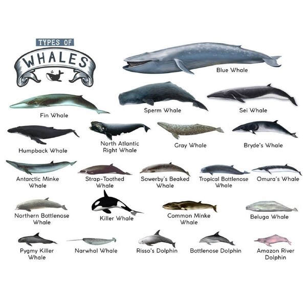 TYPES OF WHALES A4 Matte Laminated Poster Print Fish - 210mm x 297mm