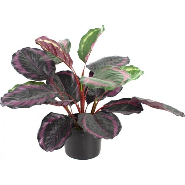 52cm Burgundy Calathea Plant in Pot Artificial Plant Flower Faux Decor
