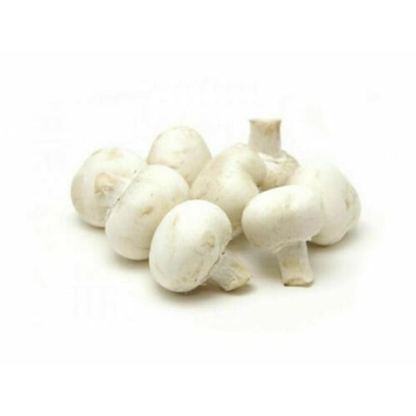 All-In-One Grow Your Own Mushrooms Kit / White Button Mushroom Growing Kit seed