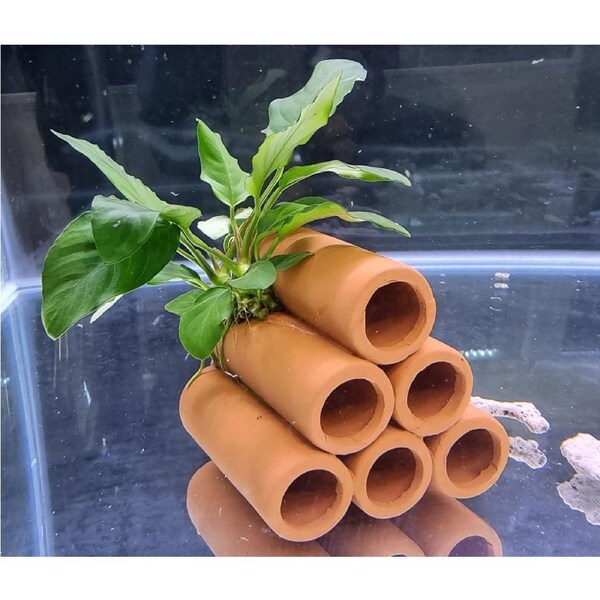 Terracotta Shrimp Tubes With Anubias