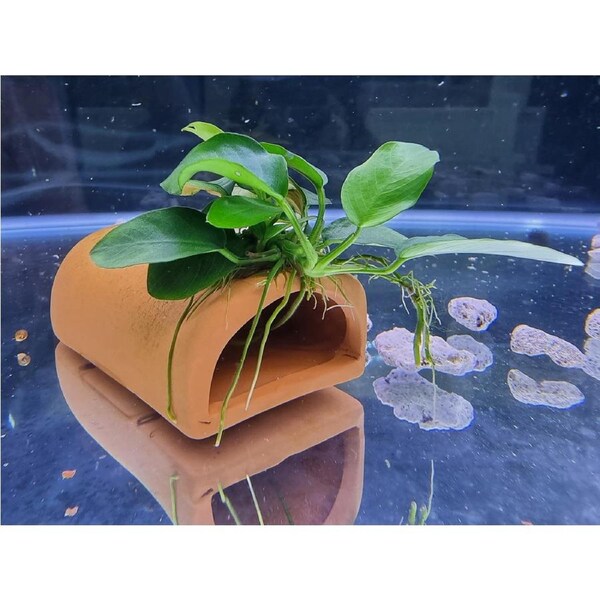 Terracotta Breeding Cave With Anubias