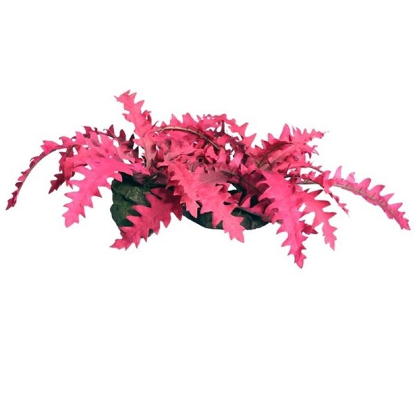 Rock with Red Trichomanes 34x26x14cm Aquarium Fish Ornament by Aqua One