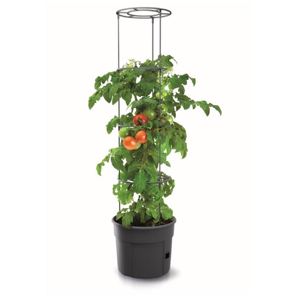TOMATO GROWER PLANTER 300