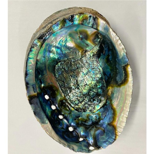 Abalone Natural Sea Shell Polished Rainbow Colors Designs 15cm