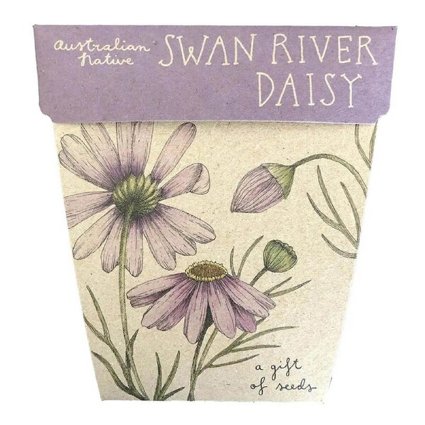 Swan River Daisy Gift of Seeds - Sow 'n Sow