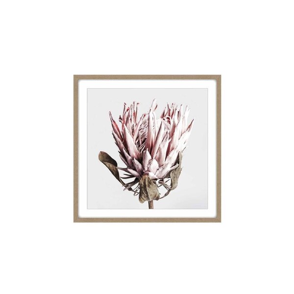 Maine & Crawford Madie 80x80cm Dried Protea Canvas In Timber Frame Wall Art