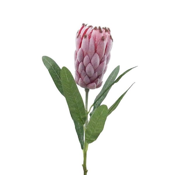 Pink Protea With Leaves 52cm