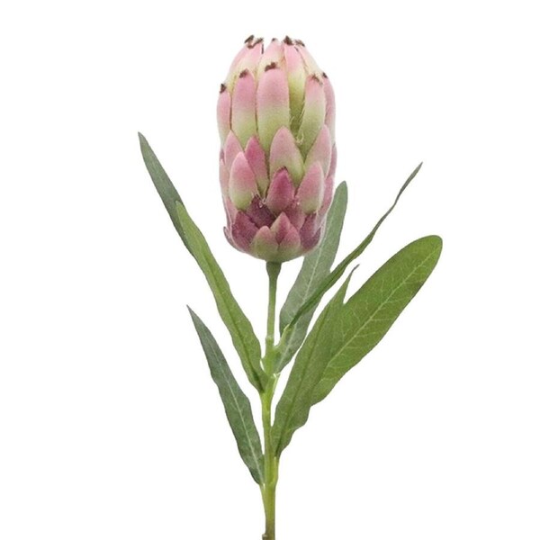Burgundy Pink Protea with leaves 52cm