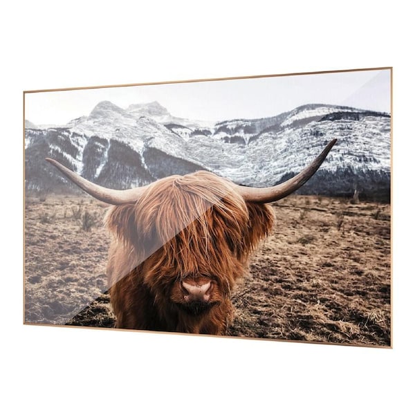 ACA Scottish Highland Cattle COW Wall Art Lifestyle Canvas Print Home Decor