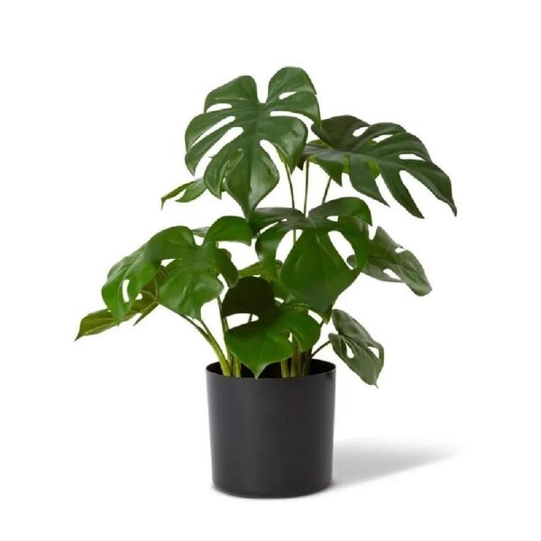 Elme Monstera Plant Potted Green 37x37x39cm
