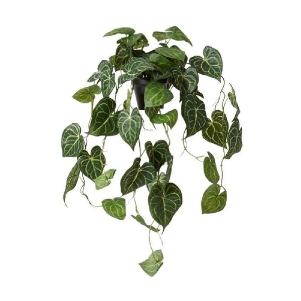 Elme Anthurium Hanging Plant Potted Variegated 38x35x84cm