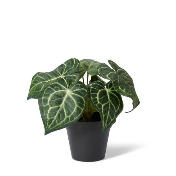 Elme Anthurium Hanging Plant Potted Variegated 24x24x23cm