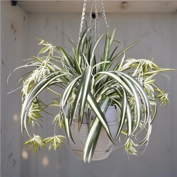 Willow & Silk Hanging Plant Artificial Spider Bush 60cm