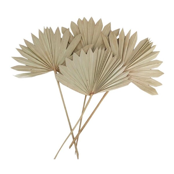 4pc Urban 55cm Dried Foliage Sun Palm w/ Stem Preserved Home Display Natural