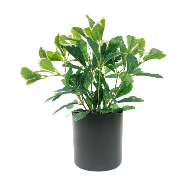 Urban Variegated Polyscias 31cm Artificial Potted Plant Fake/Faux Decor Green