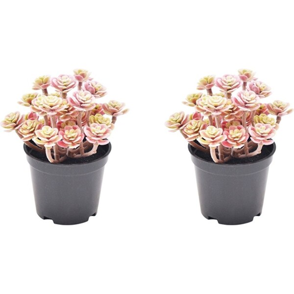 2x Urban Potted Artificial 13cm Roseum Plant Faux Indoor Home Room Decor Pink