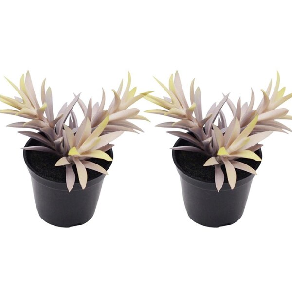 2x Urban 14cm Potted Succulent Artificial Plant Faux Indoor Home Decor Purple