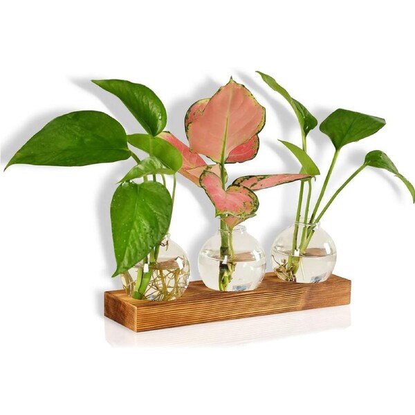 Plant Terrarium Glass Planter Bulb Vase