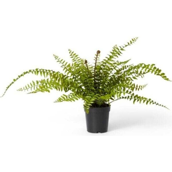 E Style 55cm Fern Lush Boston Potted Artificial Plant Fake/Faux Decor Green